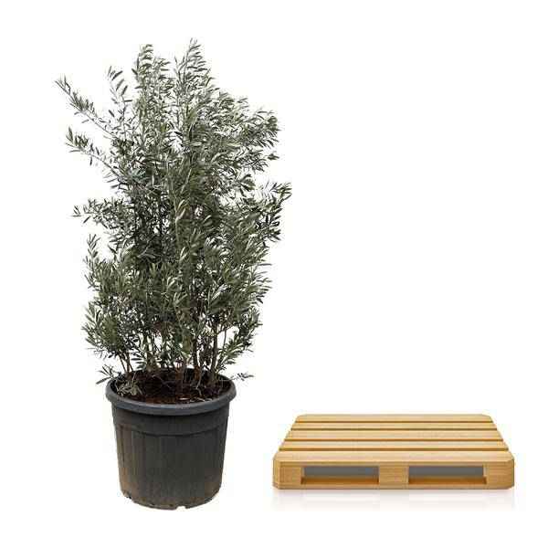 Image of Olivenbaum Olea europaea Strauch mediterrane immergrüne Kübelpflanze Gartenpflanze Ø50cm ↕225cm – Pflanze für Garten, Balkon, Terrasse, Kübel-2