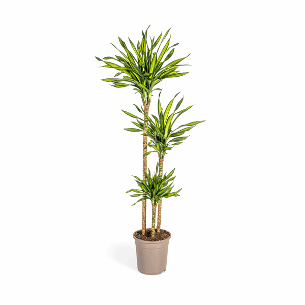 Image of Dracaena deremensis Rikki Drachenbaum 130-150cm 24cm Zimmerpflanze pflegeleicht grüne Blattpflanze für Wohnzimmer Büro Flur moderne große Grünpflanze-0