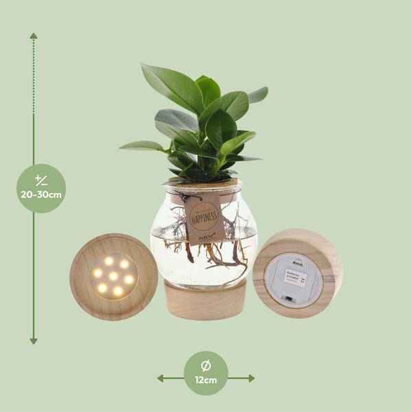 Image of Clusia im sphärischen Glas mit LED & Schnappkorken Zimmerpflanze Ø12cm ↕30cm – pflegeleichte Grünpflanze für Wohnzimmer, Büro & helle Standorte
