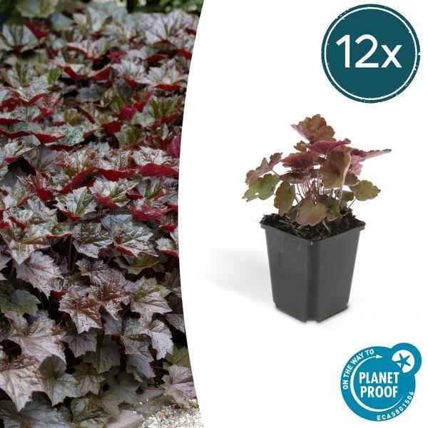 Image of Heuchera mic. 'Palace Purple' – Rotblättriges Silberglöckchen – Ø9cm – ↕10-25cm – 12 Pflanzen – Schattengarten & bienenfreundlich