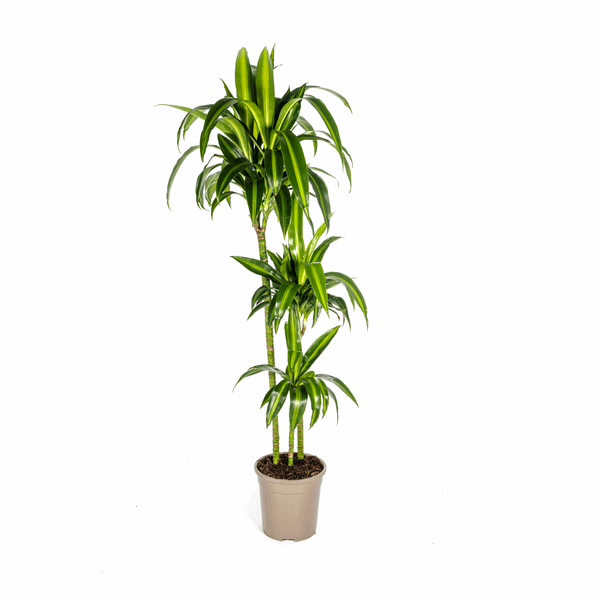 Image of Dracaena Deremensis Hawaiian Sunshine – Drachenbaum – Ø24cm – ↕130-150cm – Tropische Zimmerpflanze mit gelb – grünen Blättern-0