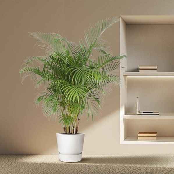 Image of Goldfruchtpalme Dypsis Lutescens Zimmerpflanze Ø40cm ↕200cm – tropische Grünpflanze für Wohnzimmer, Büro & helle Standorte kaufen-3