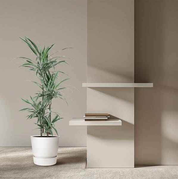 Image of Drachenbaum Zimmerpflanze Ø24cm ↕150cm – pflegeleichte Grünpflanze für Wohnzimmer, Büro & helle Standorte kaufen-3