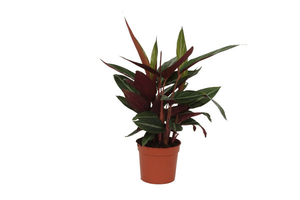 Image of Calathea Stripestar – Korbmarante – Ø12cm – 40cm hoch – Zimmerpflanze mit dekorativen Blättern – Luftreinigend & pflegeleicht-0