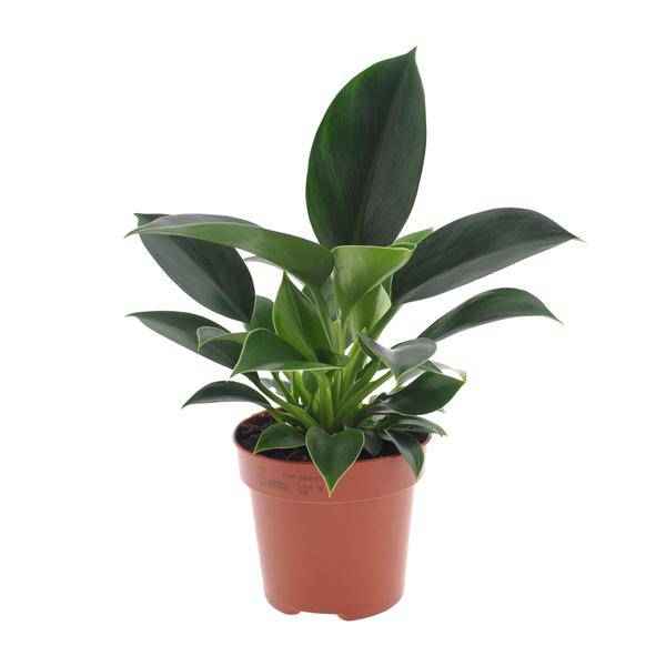 Image of Philodendron Green Princess – Ø12cm – ↕25cm – Pflegeleichte Zimmerpflanze mit glänzenden Blättern-0
