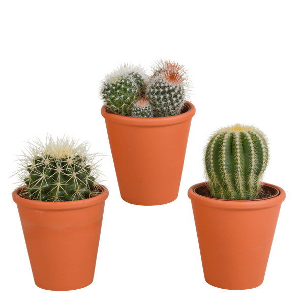 Image of Kaktus Bolcactus Mix – 3 Pflanzen – Ø8,5cm Zimmerpflanzen im Terrakotta – Topf – Verschiedene Kugelkakteen-0