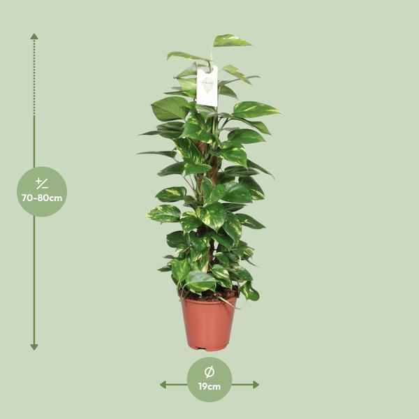 Image of Efeutute Epipremnum Scindapsus Pinnatum – Goldene Efeutute am Moosstock – Ø19cm – ↕80cm – Luftreinigende Zimmerpflanze mit herzförmigen Blättern-1