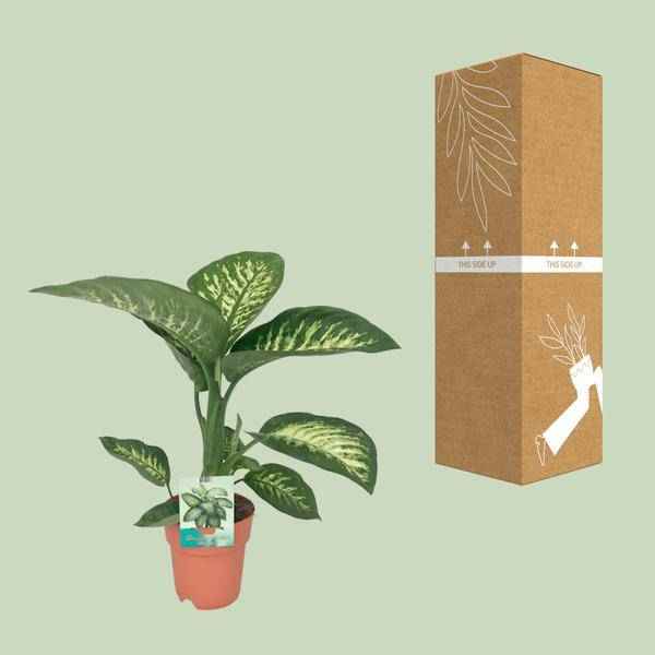 Image of Dieffenbachia seguine Tropic Snow – Zimmerpflanze – Ø19cm – ↕70cm – immergrüne Blattschmuckpflanze mit gemusterten Blättern-2