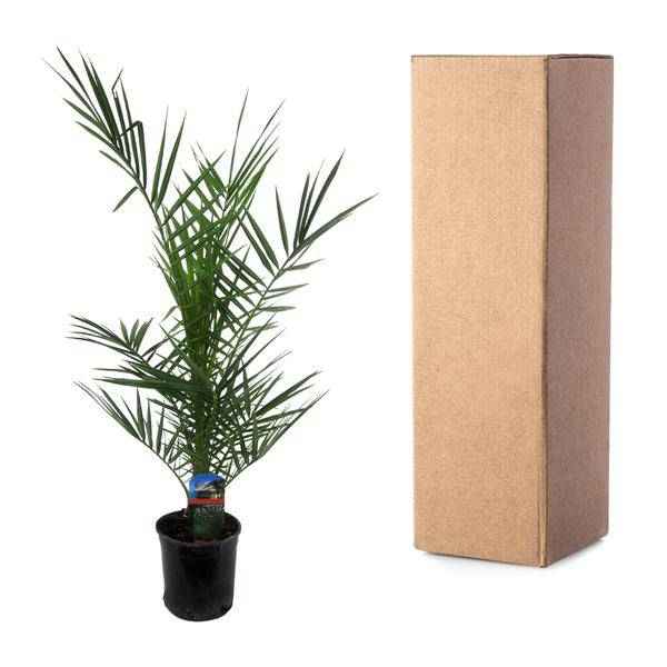 Image of Phoenix Canariensis – Kanarische Dattelpalme – Exotische Zimmer – und Kübelpflanze – Palme für Garten, Terrasse & Wohnung – Ø15cm – ↕80cm-2