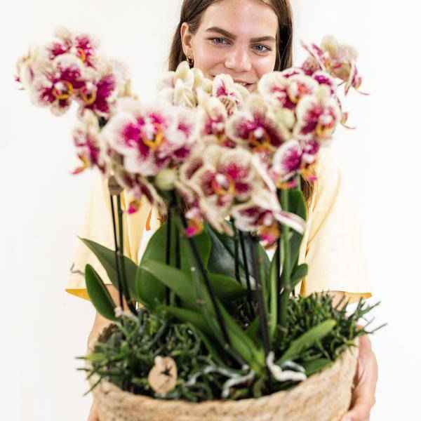 Image of Einlage mit Wasserreservoir für Orchideenschale – Bewässerungssystem für Orchideen – Jungle – Bouquet 3x9cm + 3x WaterWicks – Ø25cm-2