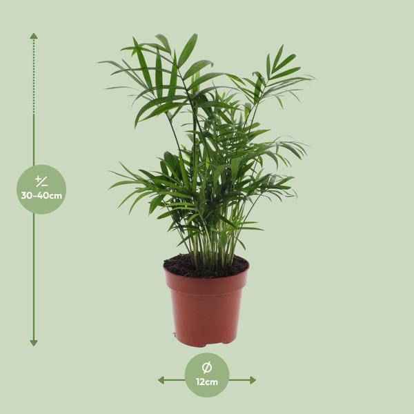 Image of Mexikanische Bergpalme – Chamaedorea Elegans – Ø12cm x H40cm – Pflegeleichte Zwergpalme für Innenräume – Für Halbschatten-1