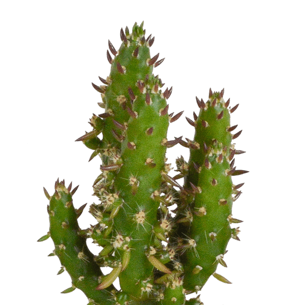 Image of Kakteen Mix – 5 Pflanzen – Ø5,5cm Zimmerpflanzen im weißen Topf – Verschiedene Mini – Kakteen im Übertopf-1