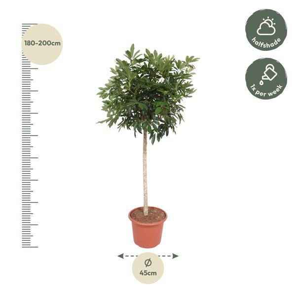 Image of Strahlenaralie Schefflera Arboricola Compacta Zimmerpflanze Ø45cm ↕190cm – pflegeleichte Grünpflanze für Wohnzimmer, Büro & helle Standorte-1