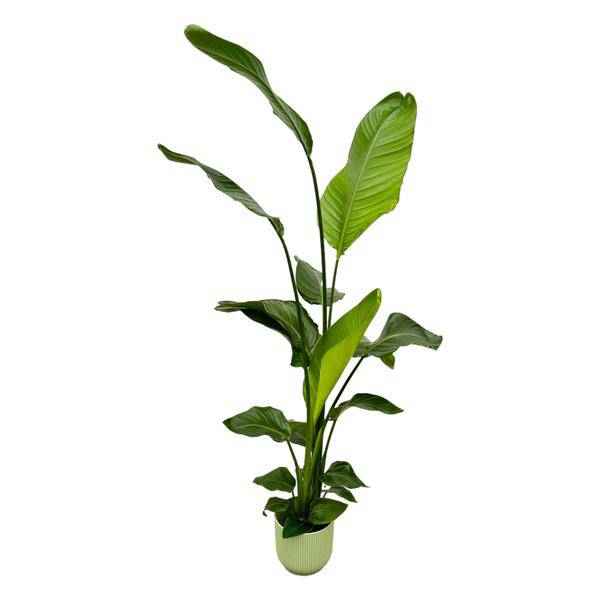 Image of Strelitzia Nicolai – Baum-Strelitzie – Zimmerpflanze Höhe 130cm – ø18cm – inkl. Pflanzgefäß Vibes Fold Grün – Weißer Paradiesvogel – Tropische Grünpflanze-0