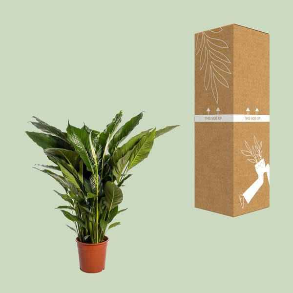 Image of Einblatt Spathiphyllum Sweet Sebastiano Blanco – Ø24cm – ↕110cm – Pflegeleichte Friedenslilie mit weißen Blüten-2