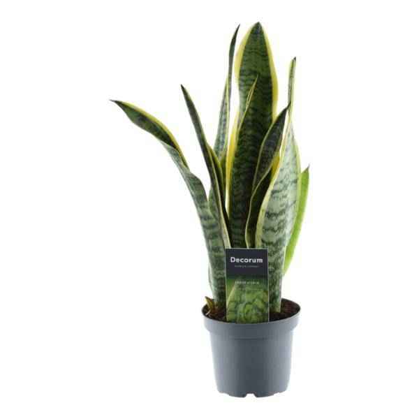 Image of Sansevieria Laurentii – Bogenhanf – Zimmerpflanze – Pflegeleichte Grünpflanze – Luftreinigend – Exotische Blattschmuckpflanze – Ø12cm – ↕45cm
