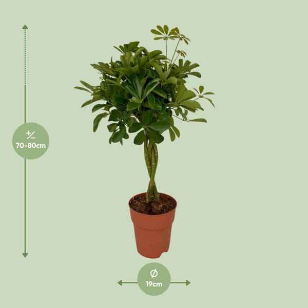 Image of Strahlenaralie Schefflera Compacta Zimmerpflanze Ø19cm ↕80cm – pflegeleichte Grünpflanze für Wohnzimmer, Büro & helle Standorte kaufen-1
