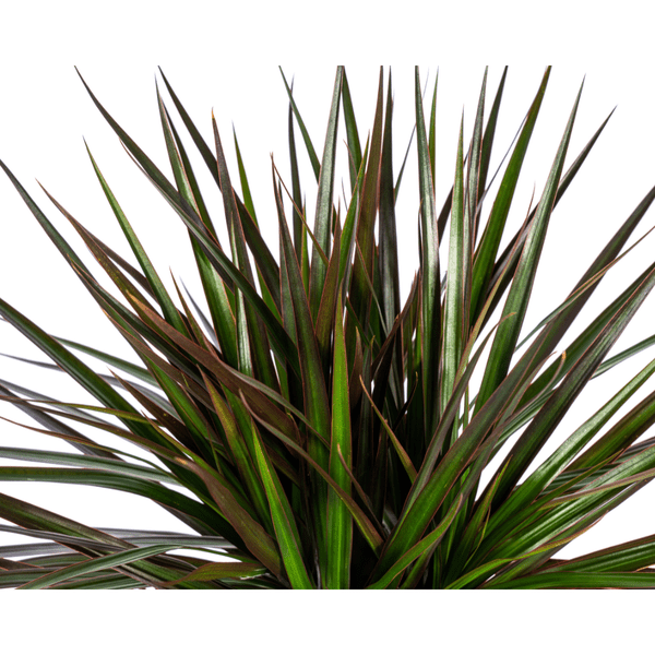 Image of Dracaena Marginata Magenta – Drachenbaum – Zimmerpflanze – Ø17cm – ↕50-70cm – Pflegeleichte Grünpflanze mit roten Blatträndern-1
