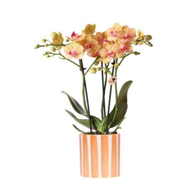 Image of Phalaenopsis Orchidee Bozen Orange – Zimmerpflanze Ø9cm – inkl. Painted Stripe Topf Orange – Exotische Orchidee mit 2-3 Blütenstielen-0