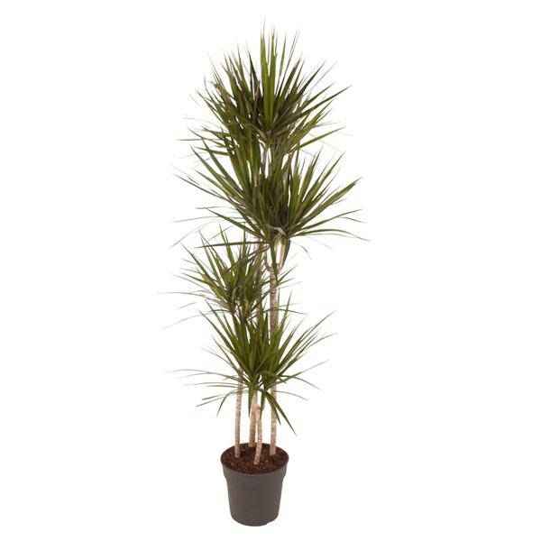 Image of Drachenbaum Zimmerpflanze Ø27cm ↕160cm mit dekorativem Übertopf – pflegeleichte Grünpflanze für Wohnzimmer, Büro & helle Standorte kaufen-0