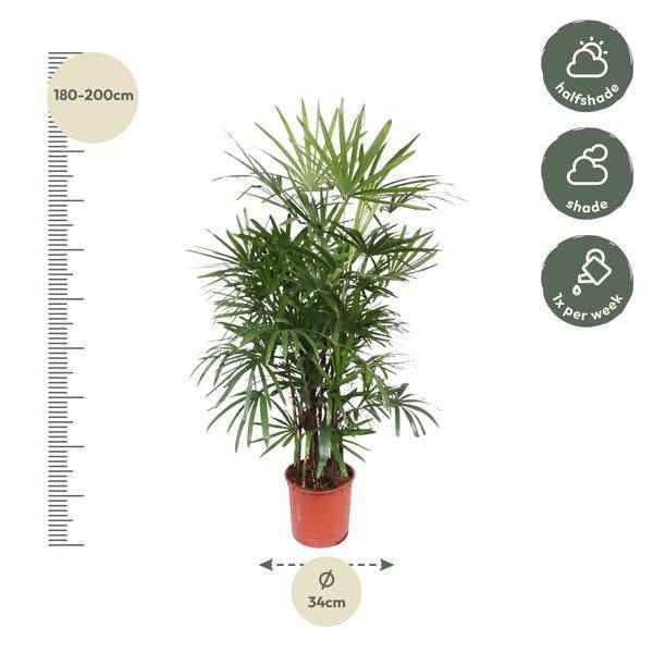 Image of Steckenpalme – Rhapis Excelsa – Zimmerpflanze 190cm – Ø34cm – Pflegeleichte Damenpalme für Wohnzimmer, Büro & Wintergarten – Luftreinigende Palme-1
