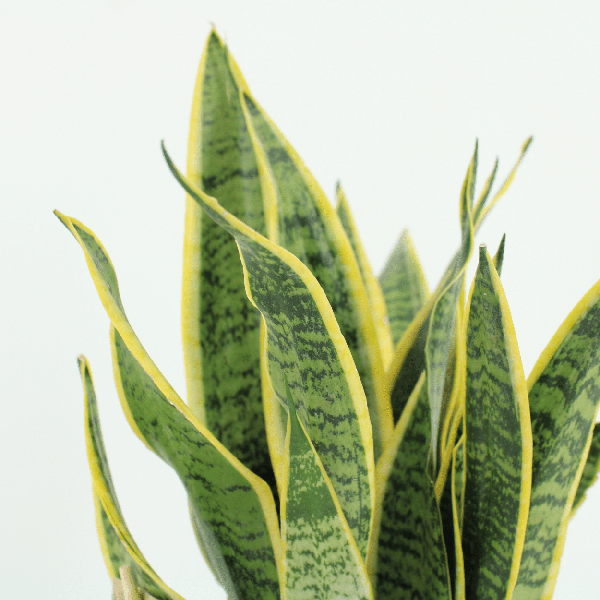 Image of Bogenhanf Sansevieria Laurentii Zimmerpflanze Ø14cm ↕40cm – pflegeleichte Grünpflanze für Wohnzimmer, Büro & helle Standorte kaufen-2