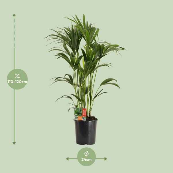 Image of Kentiapalme Howea Forsteriana – Zimmerpflanze Ø24cm ↕120cm – pflegeleichte tropische Grünpflanze luftreinigend für Wohnzimmer Büro Schlafzimmer-1