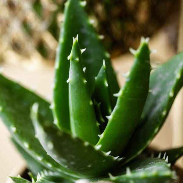 Image of Sukkulente Aloe Brevifolia Zimmerpflanze Ø9cm – pflegeleichte Sukkulente für Wohnzimmer, Büro & helle Standorte kaufen-1