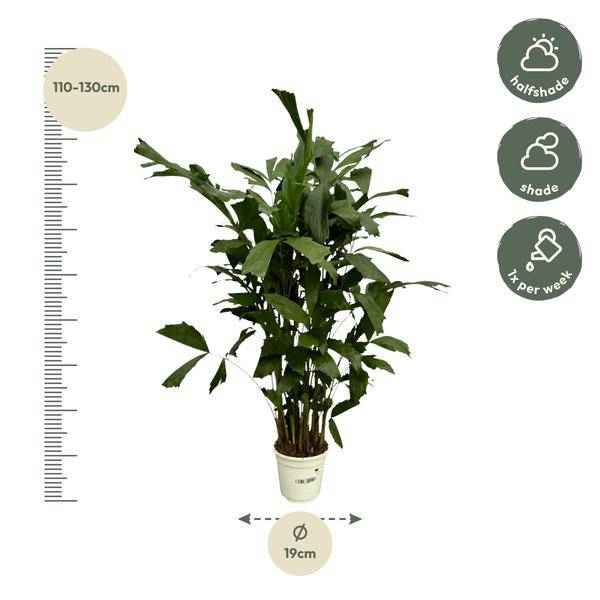 Image of Fischschwanzpalme – Caryota Mitis – Tropische Zimmerpflanze ↕120cm – Ø19cm – Exotische Palme mit gefiederten Blättern