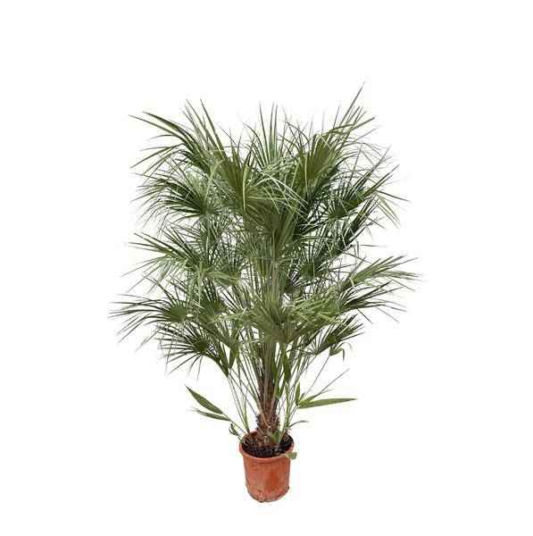 Image of Grüne Zwergpalme – Chamaerops Humilis 170cm – Ø30cm – Mediterrane Kübelpflanze mit fächerförmigen Blättern – Pflegeleicht