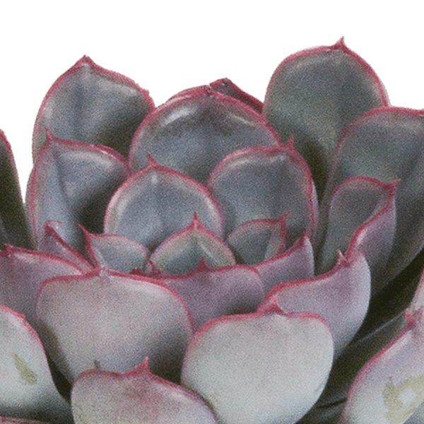 Image of Steinrose Echeveria Mix – 3 Pflanzen Ø8,5cm – Farbenfrohe Sukkulenten – Zimmerpflanzen – Pflegeleicht & dekorativ – Direkt vom Erzeuger-4