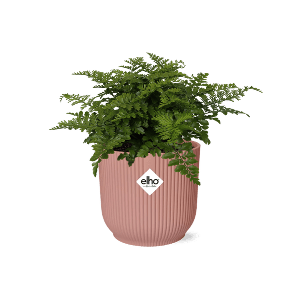 Image of Nestfarn Asplenium Parvati Zimmerpflanze Ø14cm – pflegeleichte Grünpflanze für Wohnzimmer, Büro & helle Standorte kaufen-0