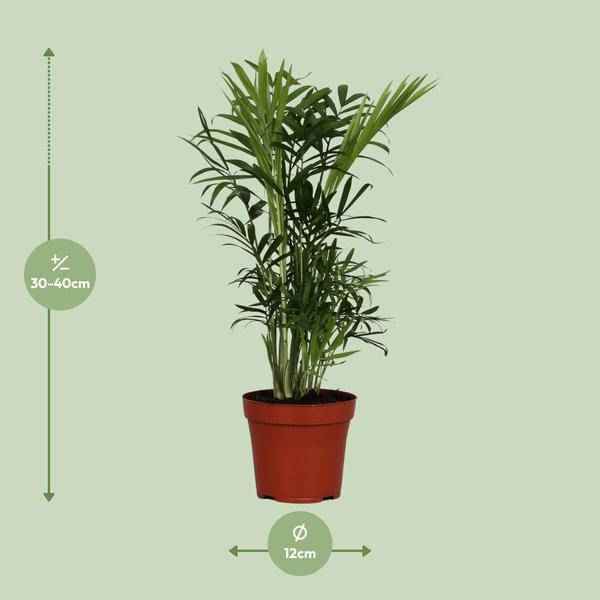 Image of Mexikanische Bergpalme Chamaedorea Elegans Zimmerpflanze Ø12cm ↕40cm – tropische Grünpflanze für Wohnzimmer, Büro & helle Standorte kaufen-1