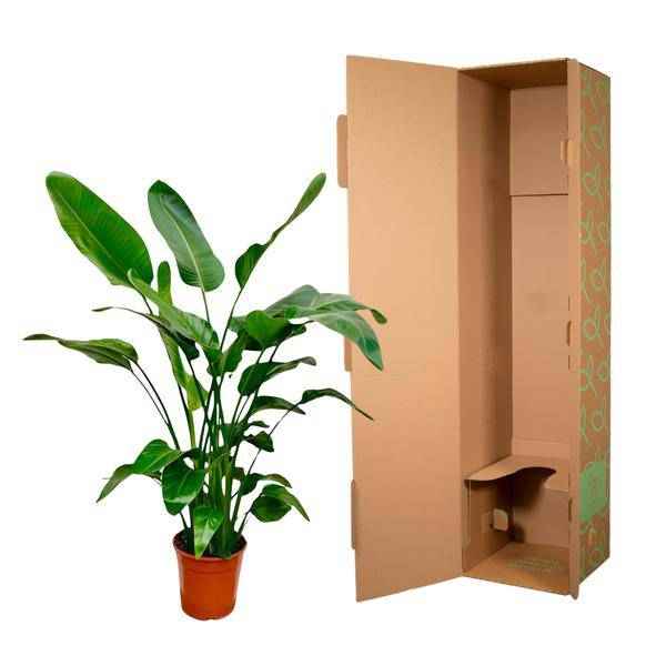 Image of Baum – Strelitzie Strelitzia Nicolai Zimmerpflanze Ø24cm ↕150cm – tropische Grünpflanze für Wohnzimmer, Büro & helle Standorte kaufen-2