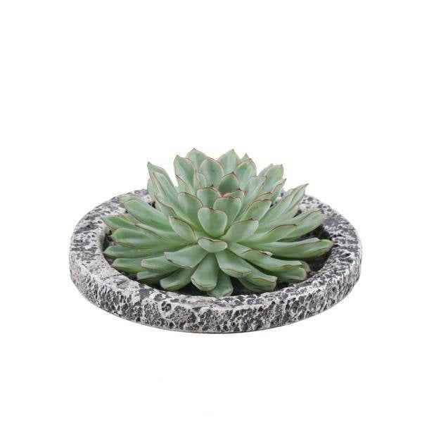 Image of Sukkulente Echeveria pulidonis Rootless Zimmerpflanze Ø20cm – pflegeleichte Sukkulente für Wohnzimmer, Büro & helle Standorte kaufen-0