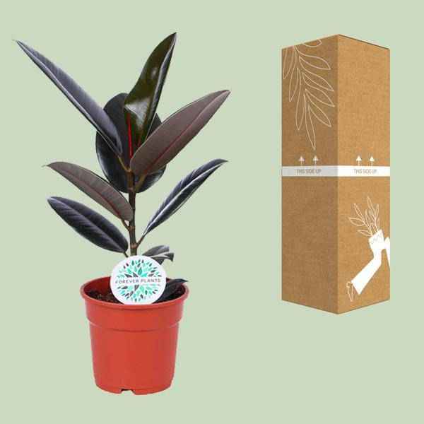 Image of Gummibaum Ficus Elastica Abidjan Zimmerpflanze Ø17cm ↕55cm – pflegeleichte Grünpflanze für Wohnzimmer, Büro & helle Standorte kaufen-2