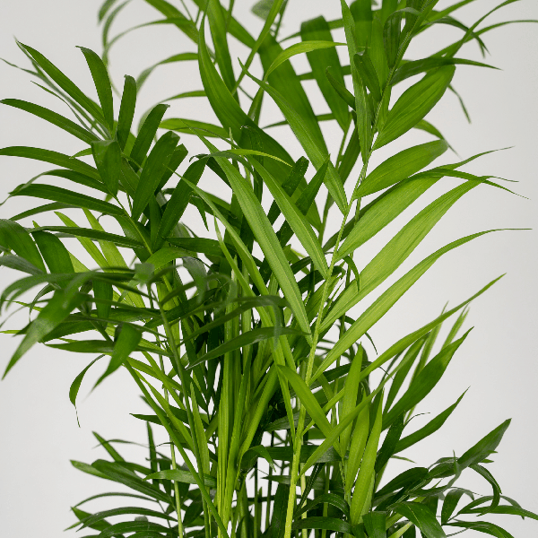 Image of Mexikanische Bergpalme – Chamaedorea Elegans – 2 Pflanzen – Zimmerpflanze – Ø12cm – ↕40cm-2