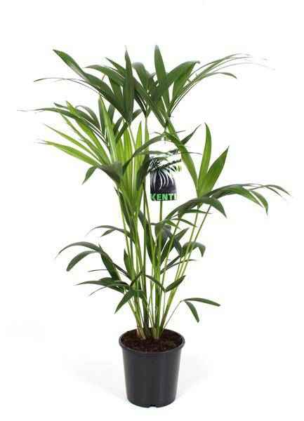 Image of Kentiapalme – Howea Forsteriana – Zimmerpflanze Ø19cm ↕80cm – pflegeleichte luftreinigende Palme für Wohnzimmer Büro Flur-0