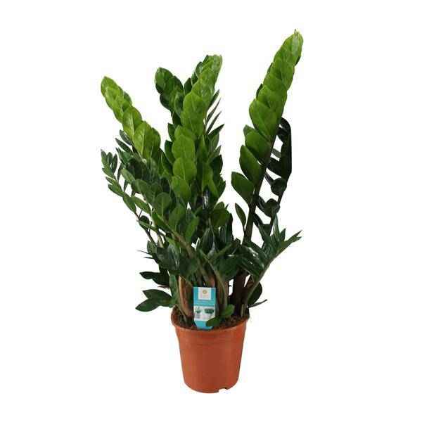 Image of Glücksfeder Zamioculcas Zamiifolia Zimmerpflanze Ø21cm ↕80cm – pflegeleichte Grünpflanze für Wohnzimmer, Büro & helle Standorte kaufen-0