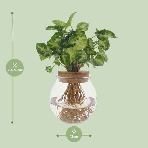 Image of Purpurtute Syngonium Pixie – Hydroponische Zimmerpflanze – Ø12cm – 30cm Höhe – dekoratives grünes Laub – Pflegeleicht