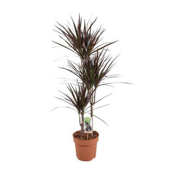 Image of Drachenbaum Dracaena Magenta – Ø21cm – ca.120cm Zimmerpflanze – Elegante Grünpflanze mit aufrechtem Wuchs – Pflegeleicht für Wohnzimmer Büro & Empfangsbereiche-0