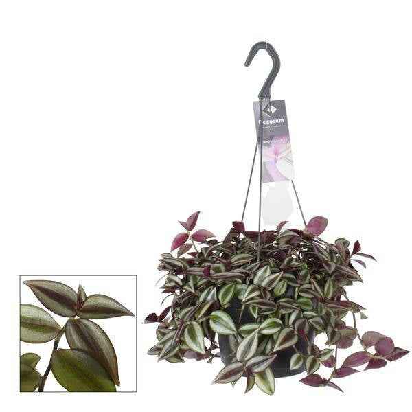 Image of Zebrakraut Tradescantia Zebrina Purpusii – Zimmerpflanze – Ø17cm – ↕30cm – Farbintensive Hängepflanze mit gestreiften Blättern-0