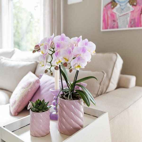 Image of Candy Dekotopf – Hoch – Rosa – Ø6cm – Keramik Übertopf in Pastellrosa – Stilvoller Blumentopf für Zimmerpflanzen & Orchideen-2