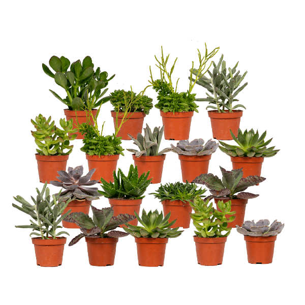 Image of Sukkulenten Mix 18 Pflanzen Ø8,5cm – pflegeleichtes Pflanzen Set für Urban Jungle, Fensterbank, Wohnzimmer & Büro-0