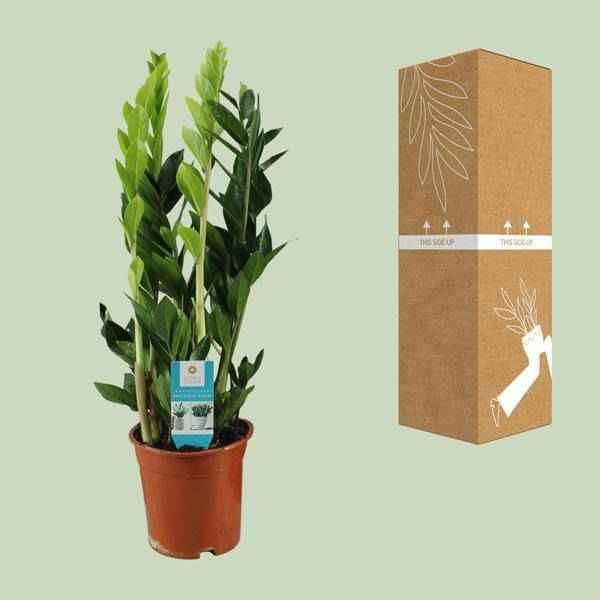 Image of Glücksfeder Zamioculcas Zamiifolia Zimmerpflanze Ø17cm ↕65cm – pflegeleichte Grünpflanze für Wohnzimmer, Büro & helle Standorte kaufen-2
