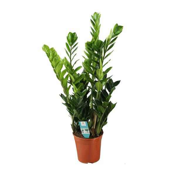 Image of Glücksfeder Zamioculcas – Zimmerpflanze – Ø21cm – ca. 75cm hoch – Luftreinigend & pflegeleicht – Für halbschattige Innenbereiche-0