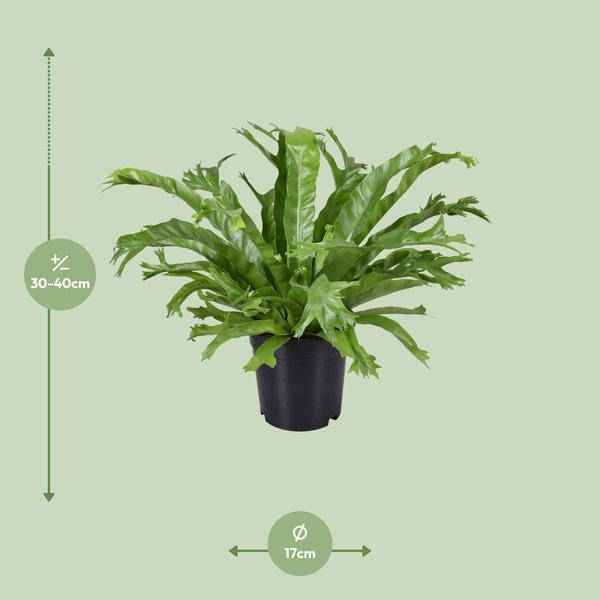 Image of Nestfarn Asplenium Nidus Crissie Zimmerpflanze Ø17cm ↕40cm – pflegeleichte Grünpflanze für Wohnzimmer, Büro & helle Standorte kaufen-1