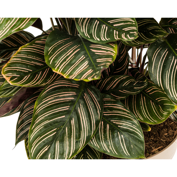 Image of Calathea Ornata Sanderiana – Korbmarante – Zimmerpflanze Ø27cm – ↕60-80cm – Tropische Innenpflanze mit pinken Streifen – Pflegeleicht & dekorativ-1