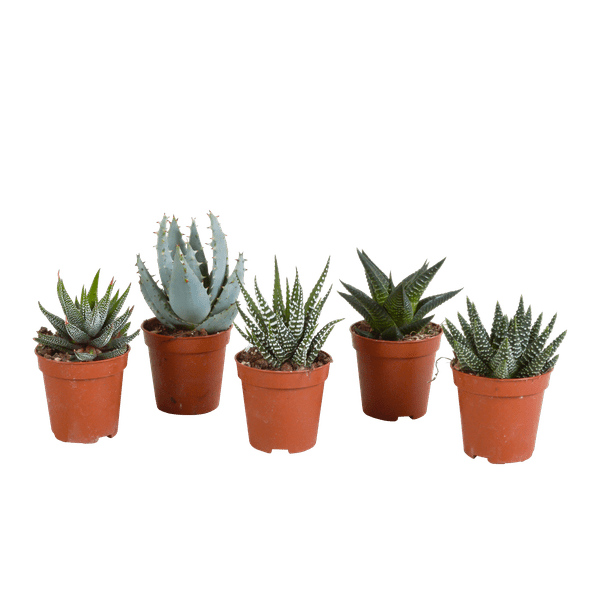 Image of Sukkulenten Mix Gasteria & Haworthia – 5 Pflanzen – Ø5,5cm Zimmerpflanzen – Verschiedene Mini – Sukkulenten-0
