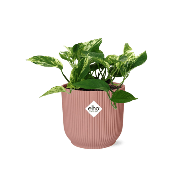 Image of Efeutute Scindapsus Epipremnum Marble Queen – Zimmerpflanze inkl. Ziertopf Vibes Fold Rosa Ø14cm – Herzförmige, marmorierte Blätter-0